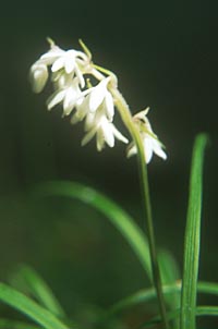 Ophiopogon formosanus