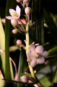 Ophiopogon grandis