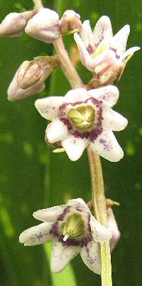 Ophiopogon megalanthus