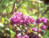 Origanum 'Rotkugel'