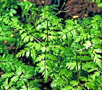 Osmorhiza aristata