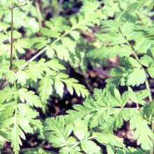 Osmorhiza aristata from Korea