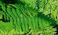 Osmunda claytoniana