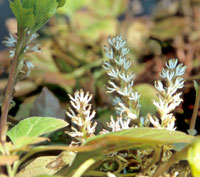 Pachysandra procumbens