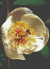 Paeonia japonica