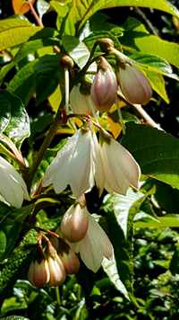 Parastyrax species nova