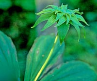 Paris verticillata 'Ryokutei'