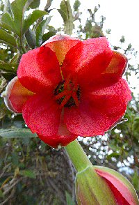 Passiflora cuatrecasasii