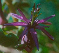 Passiflora umbilicata