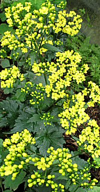 Patrinia triloba v. palmata