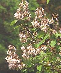 Paulownia tomentosa 'Coreana' from Ullüngdõ