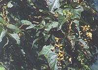 Paulownia kawakamii