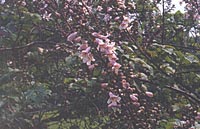 Paulownia × taiwaniana