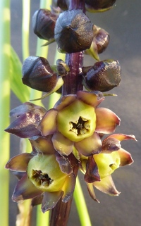 Peliosanthes grandiflora