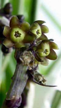Peliosanthes yunnanensis