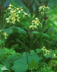 Peltoboykinia watanabei