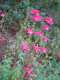 Penstemon gentianoides