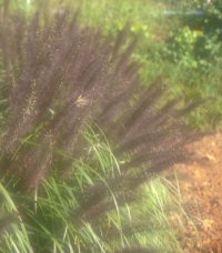 Pennisetum alopecuroides f. erythrochaetum 'Ferris'