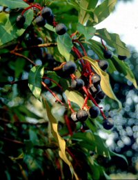 Persea japonica