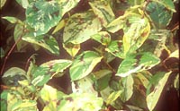 Persicaria virginiana 'Painters Palette'