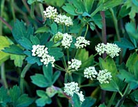 Peucedanum japonicum