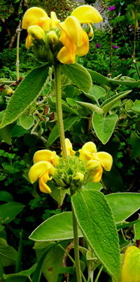Phlomis 'Edward Bowles'
