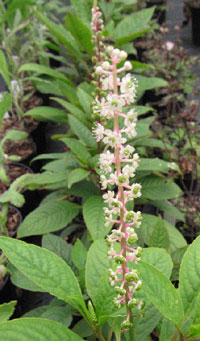 Phytolacca rugosa