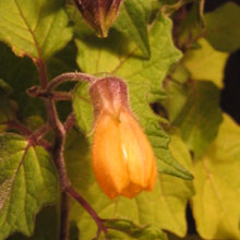 Physalis campanula