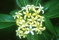 Pittosporum tobira