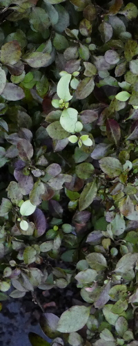 Pittosporum tenuifolium argentea 'Nana'