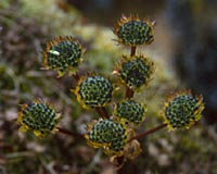 Selinum wallichianum