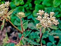 Pleurospermum yunnanensis