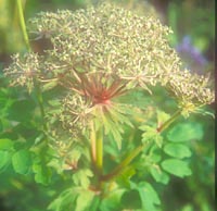 Pleurospermum benthamii