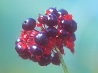 Panax japonicus