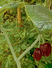Podophyllum pleianthum from Taiwan