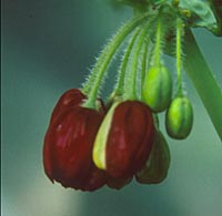 Podophyllum pleianthum