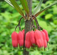 Polygonatum vietnamicum