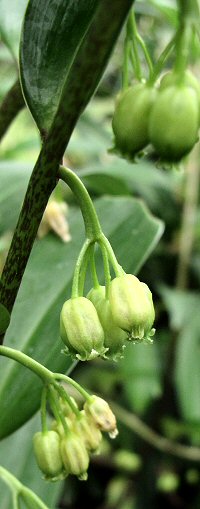 Polygonatum mengtzense f. tonkinensis green flowered