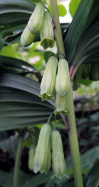Polygonatum praecox
