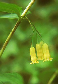 Polygonatum cathcartii yellow flowered