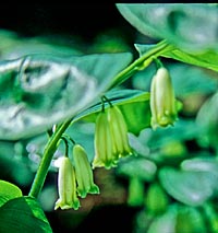 Polygonatum latifolium