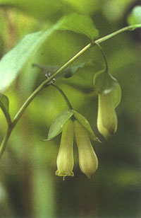 Polygonatum desoulavyi v. yezoense