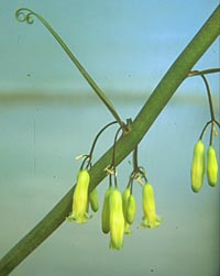 Polygonatum kingianum yellow flowering variety