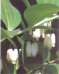 Polygonatum odoratum v. maximowiczii