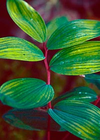 Polygonatum odoratum 'Red Stem'