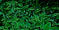 Polygonatum odoratum v. pluriflorum 'Variegatum'