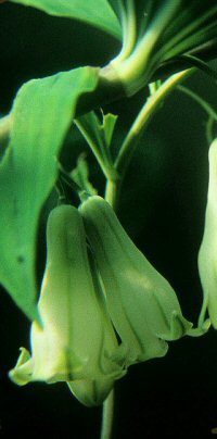 Polygonatum macranthum