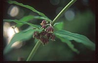 Polygonatum zanlanscianense