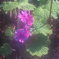 Primula kisoana