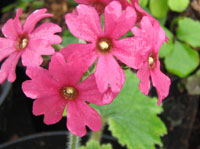 Primula kisoana v. shikokiana